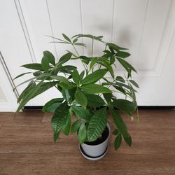 Money Tree Plant Approx 22" Tall Ceramic Pot