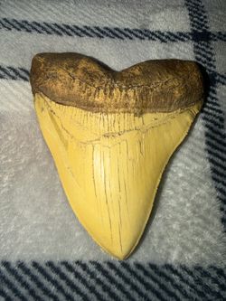 Replica megalodon tooth