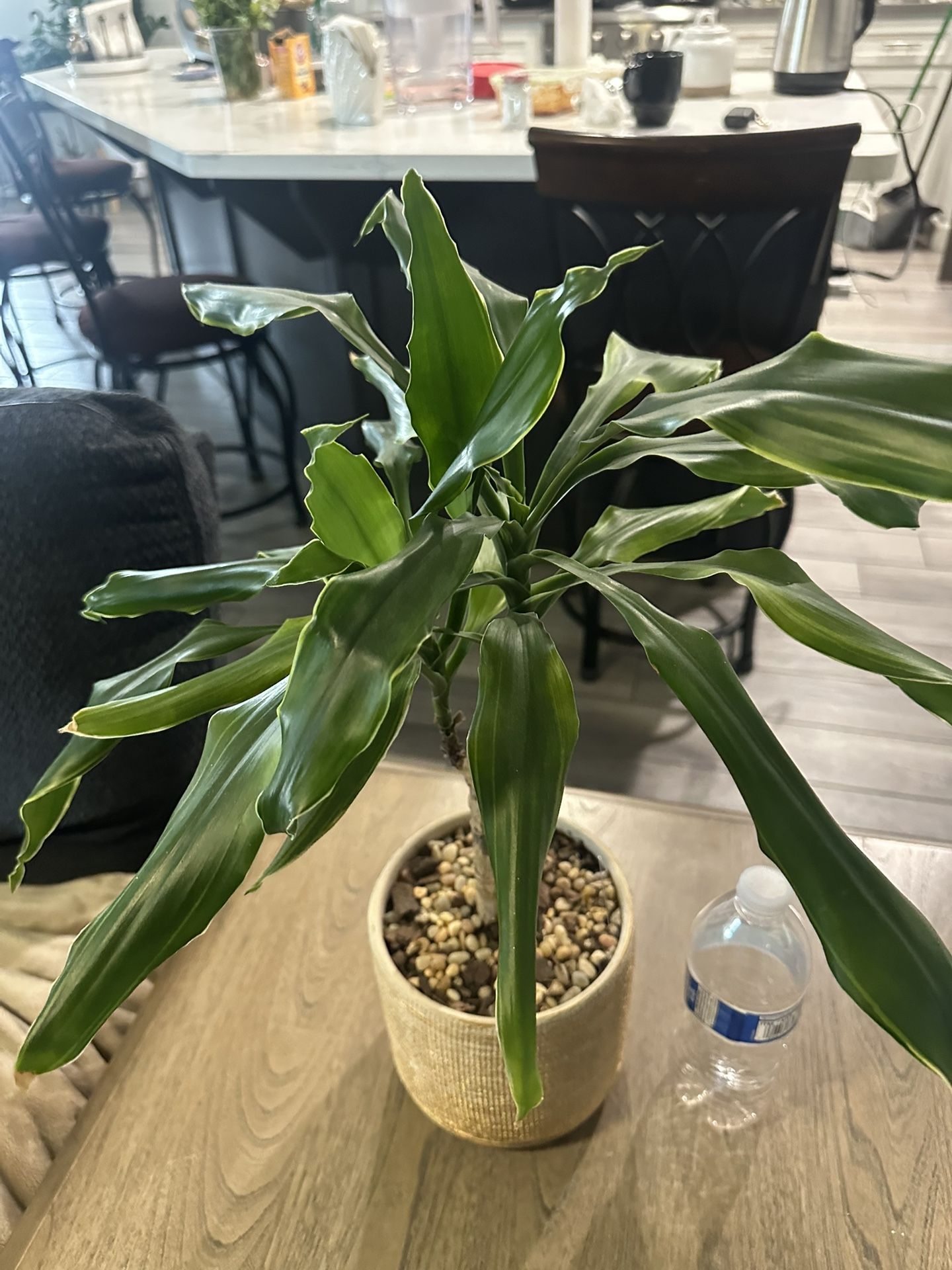 House Plant