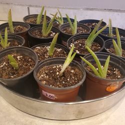 crevil essential aloe vera creme erfahrungsbericht 80% Aloe Vera Cream