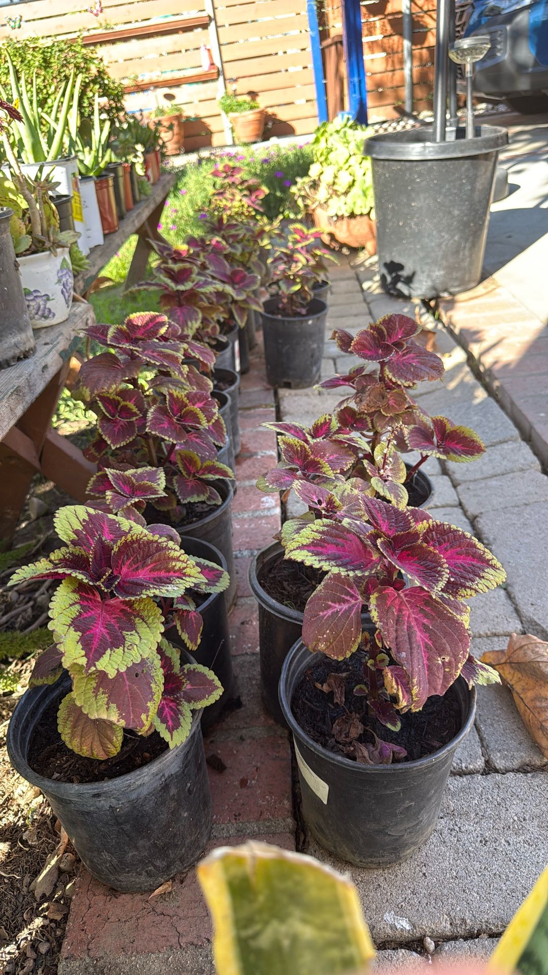 Gift A Beautiful Plant For Christmas