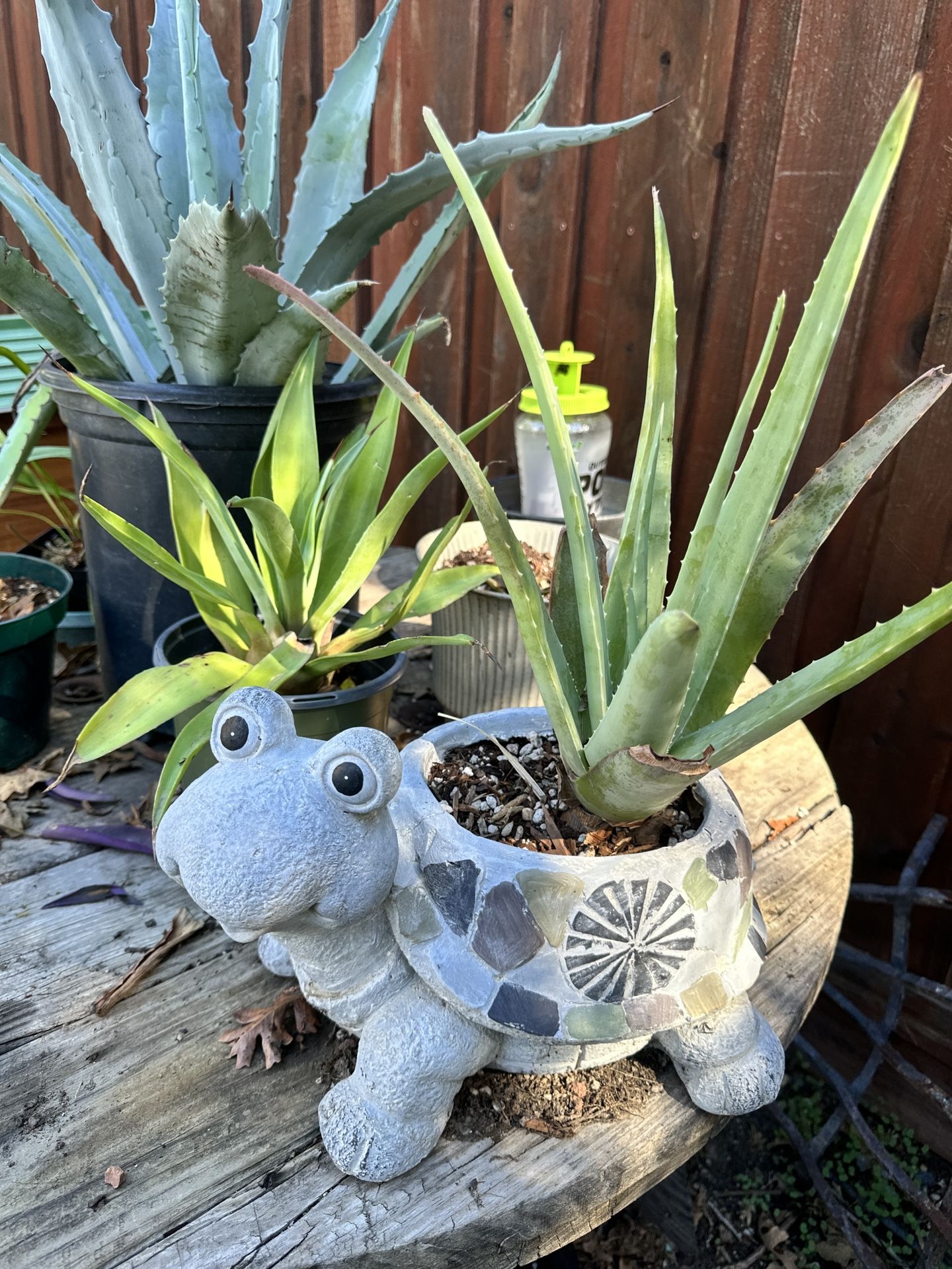 Aloe In Turtle Pot 