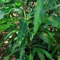 Mango Trees 