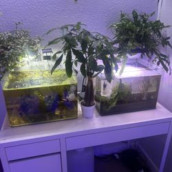 Two 10gallon Nano Tanks Both Like New And Come Fully Functional With Fish And Plant Or Empty 