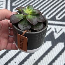Cute Little Succulent For Sale With Pot