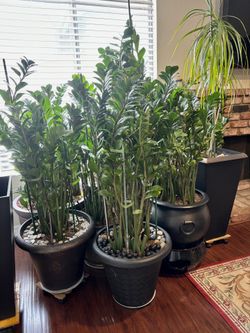 Zamioculcas Zamiifolia (zz Plant) houseplant.