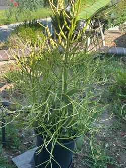 Fire stick plant