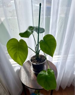 Young Monstera Deliciosa Plant