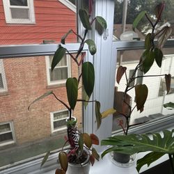 Rare Lincoln Park Zoo Philodendron Plants