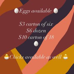 Farm Fresh Eggs 🥚