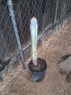 Blue Columnar Cactus in Black Pot