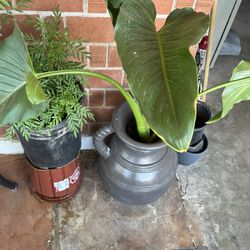 Part Six Of The Many Plants Available