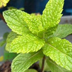 Mint Plant 🪴 