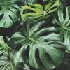 Variegeta Plants