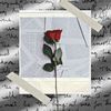 Red Rose 22