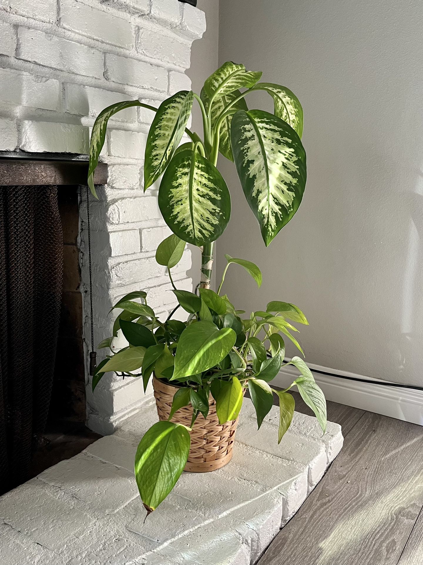 Large Indoor Plant 