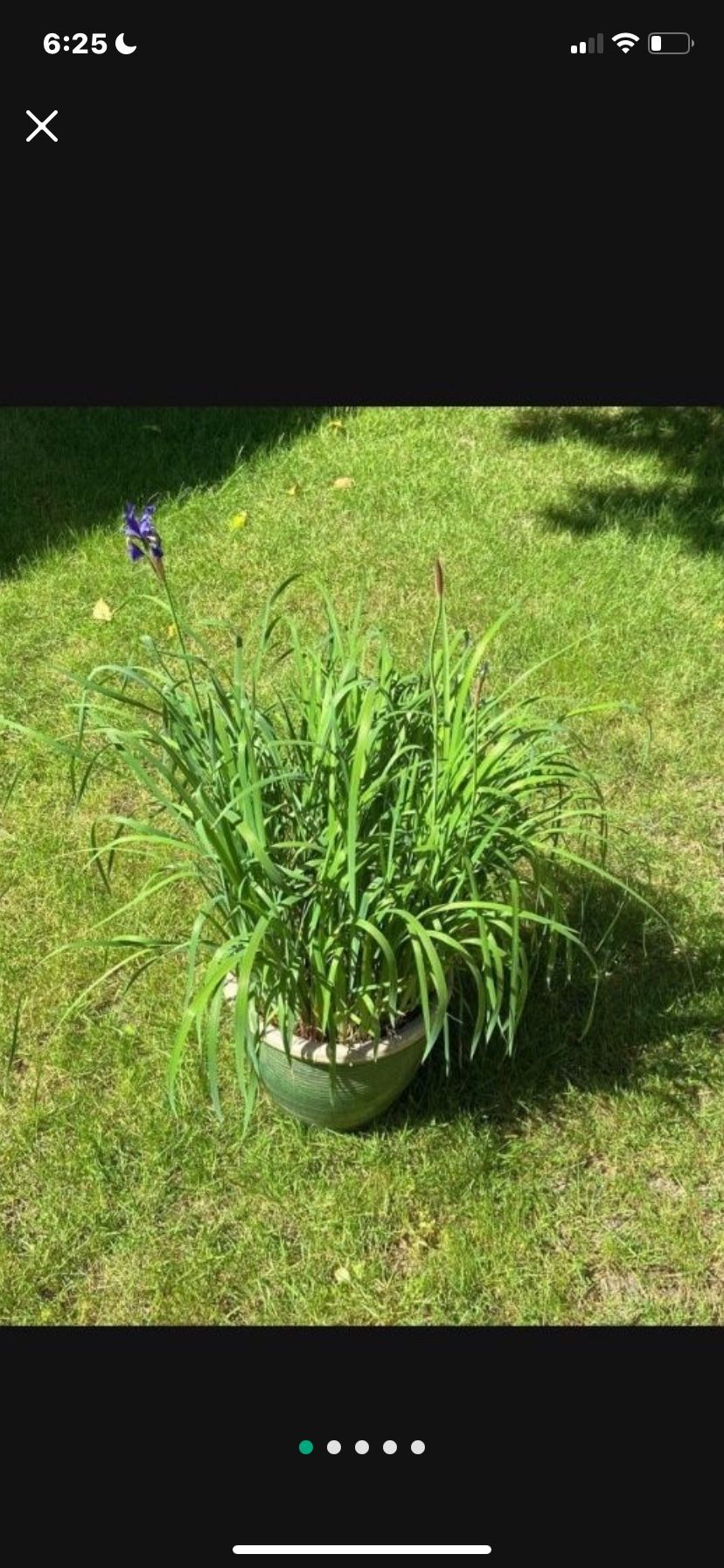 Caesars Brother Siberian Iris Perennial In 12" Ceramic Glazed Planter Flower Pot