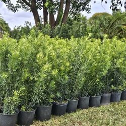 podocarpus  $9 Instant Privacy Hedge For Fence all sizes available 