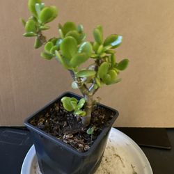 Jade Plant