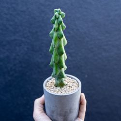 Myrtillocactus geometrizans cv. fukurokuryuzinboku