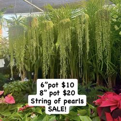 Plants (6”pot String of pearls $10 and 8”pot $20)