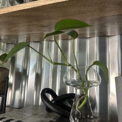 Small Glass Mushroom Propagation Vase with Plant