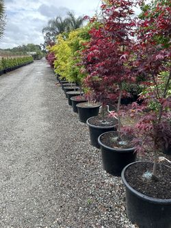 Japanese Maple