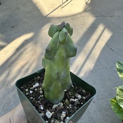 4” Bobbie Cactus