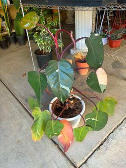 Pink Princess philodendron
