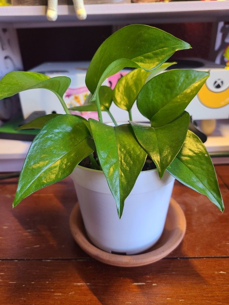Another Golden Pothos