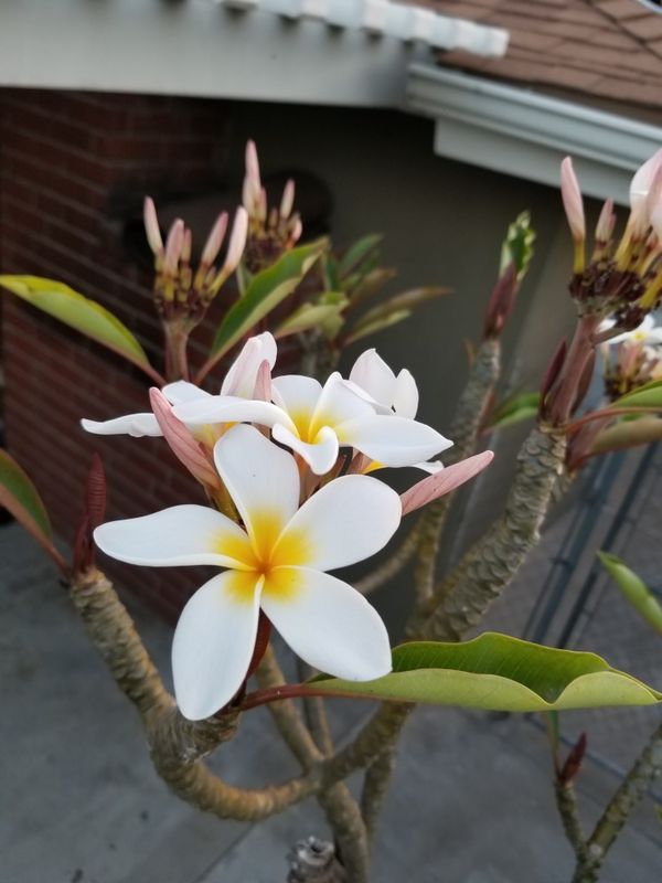 Plumeria trees for Sale in Anaheim, CA OfferUp