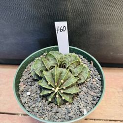 Gymnocalycium Cluster Cactus Imported