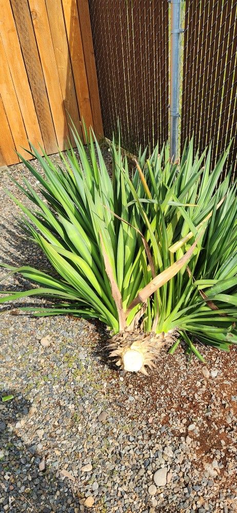 Very Large Yucca Cuts