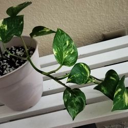 Pothos plant with pot/ indoor/new