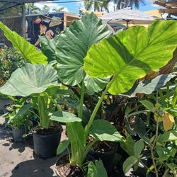 Monstera plants huge sale now $45