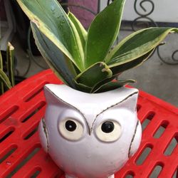 Owl Ceramic Pot With Dwarft Snake Plant