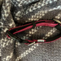 Medium Size  Collar Dog Cat