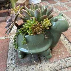 Succulent Arrangement
