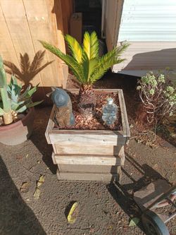 Sago palm with planter included