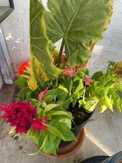 Shady plant combo