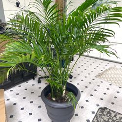 Indoor Plants - Living Plants 