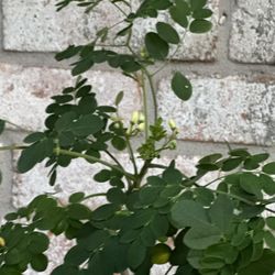 Moringa Tree Matured  With Flowers 