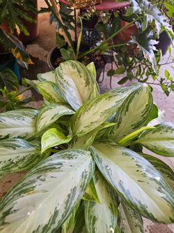 Beautiful  plants  hermosas 💖 plantas