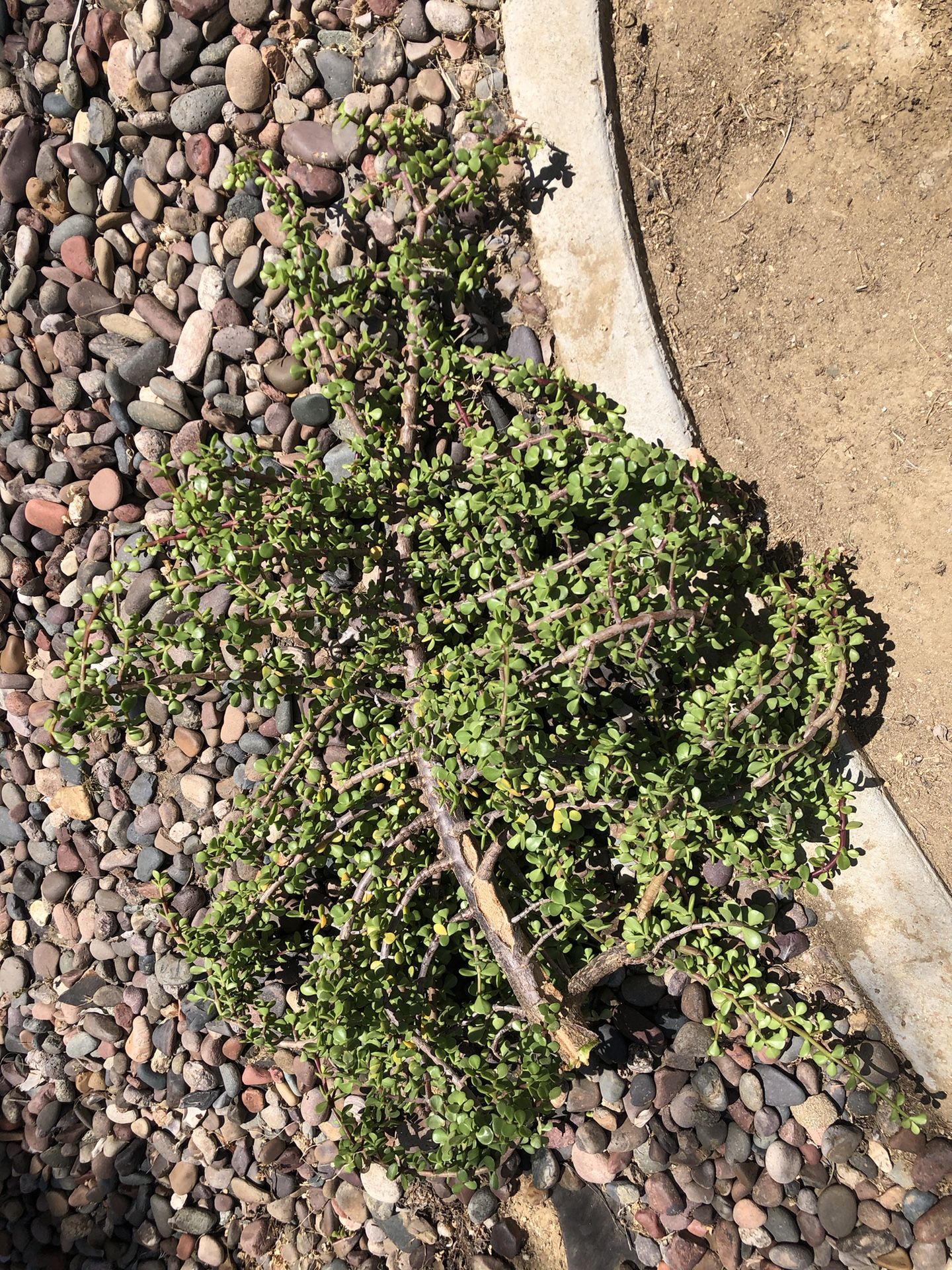 LARGE SUCCULENT CLIPPING 