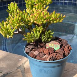 Bosai Jade plant with blue pot
