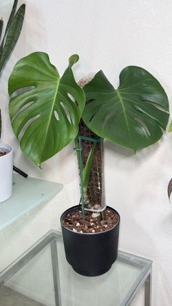 Monstera Deliciosa on a Moss Pole
