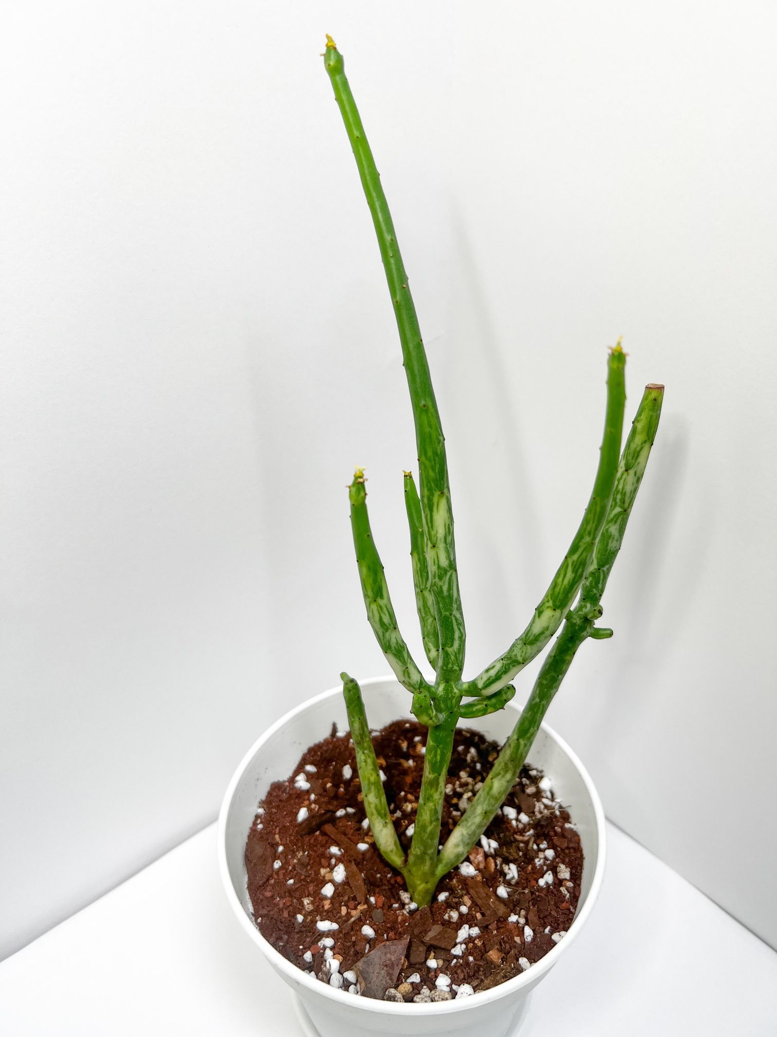 Euphorbia alluaudii Variegated | Rare 10.5” Live Succulent 🌿