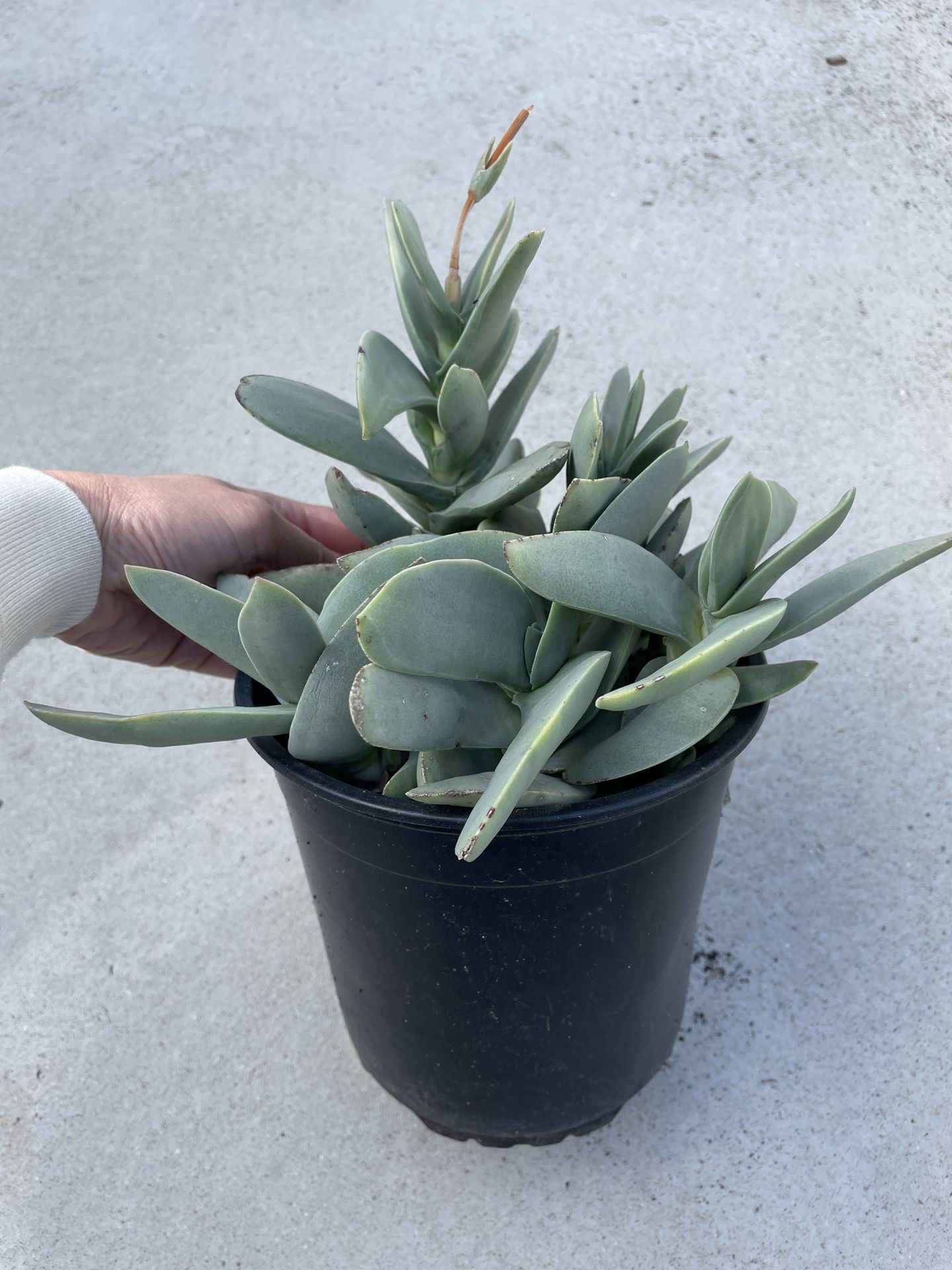 6in Pot Propeller Succulent