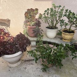 Jade plants and Aeonium plants