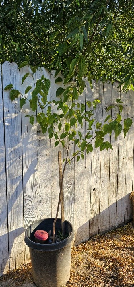Arbol De Moro